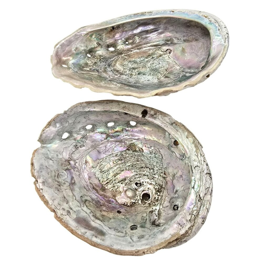 Abalone Shells Set of 2 Decorative Ocean-Themed Home Décor Art Pieces JE252